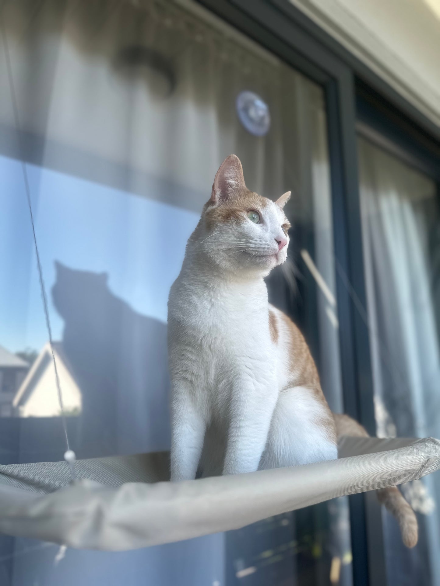 The Cat Window Perch Bed - Ginger Pets